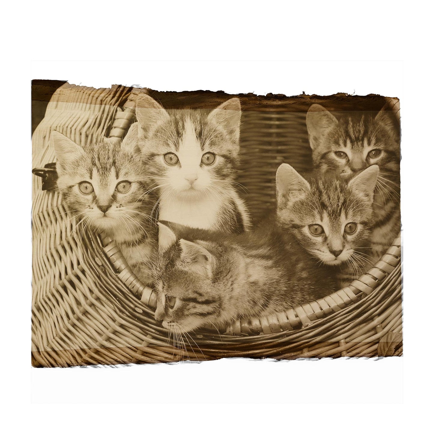 Engraved Cat laser engraving cat engraved photo on wood engraved photo wood photo custom Engraved Wood anniversary gift cat engraving gift